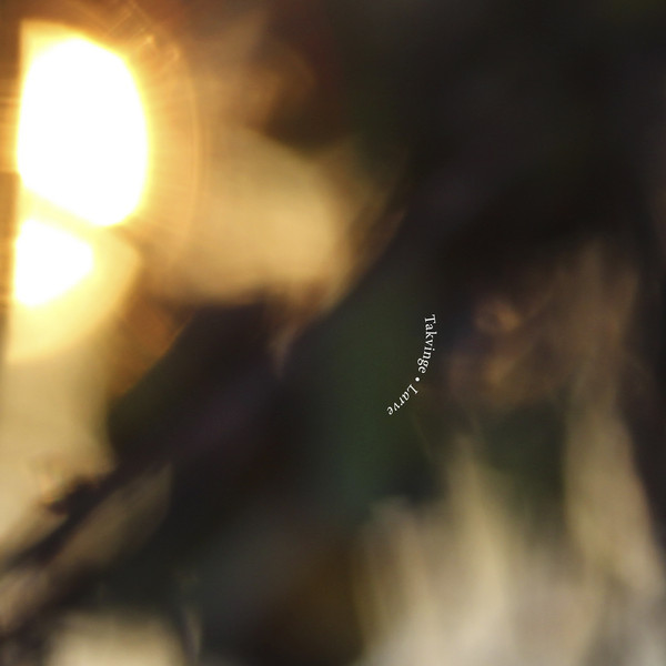Larve